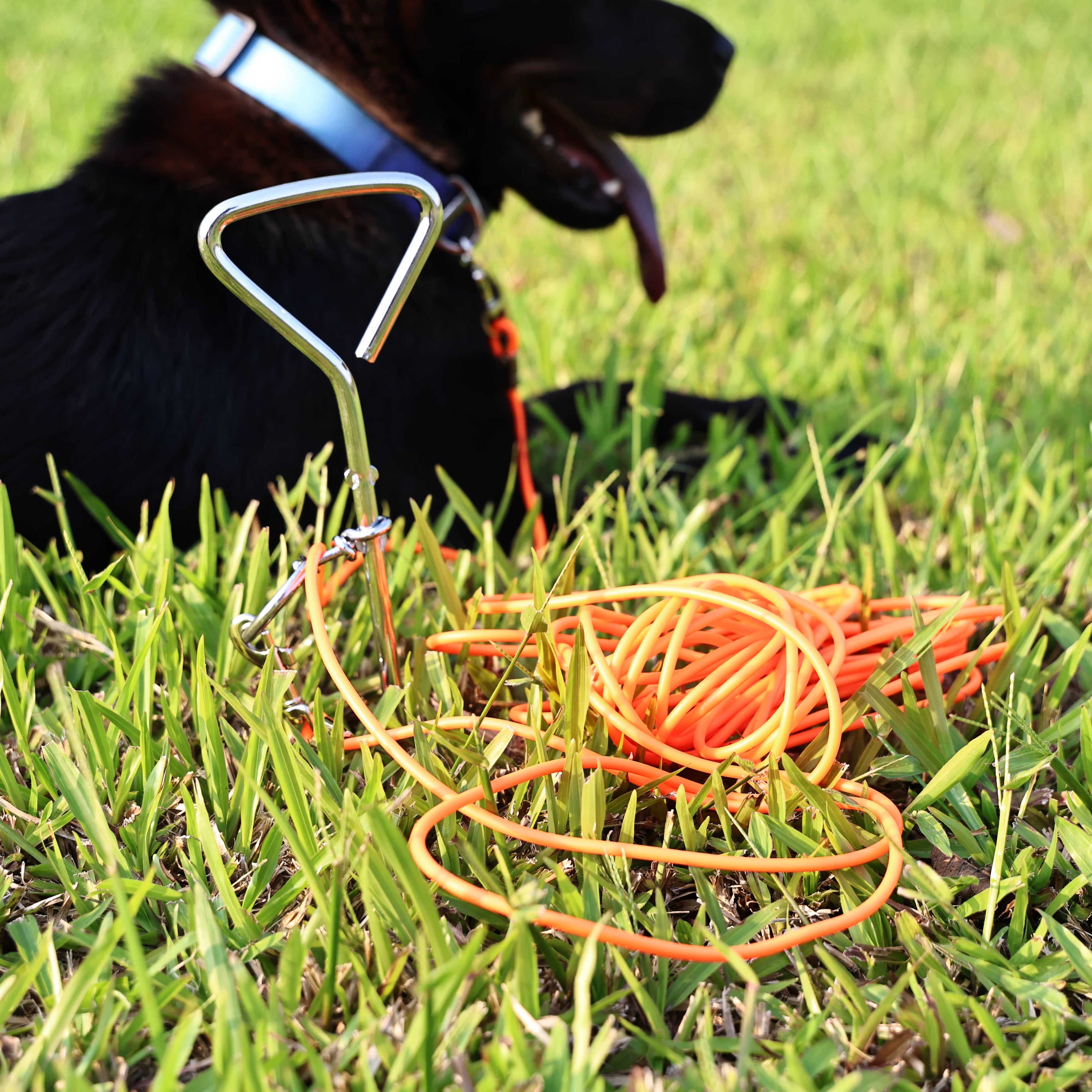 Outdoor Dog Tie-Out Leash with Ground Stake